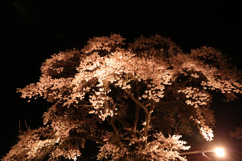 椛の湖の夜桜1