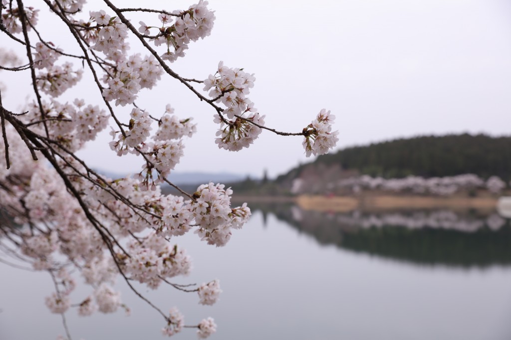 椛の湖の桜3