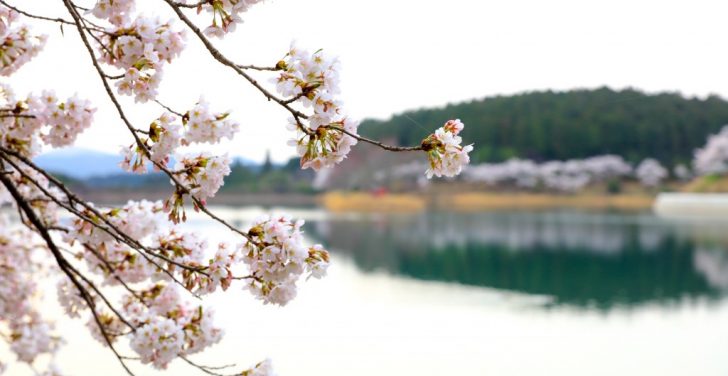 椛の湖オートキャンプ場　桜