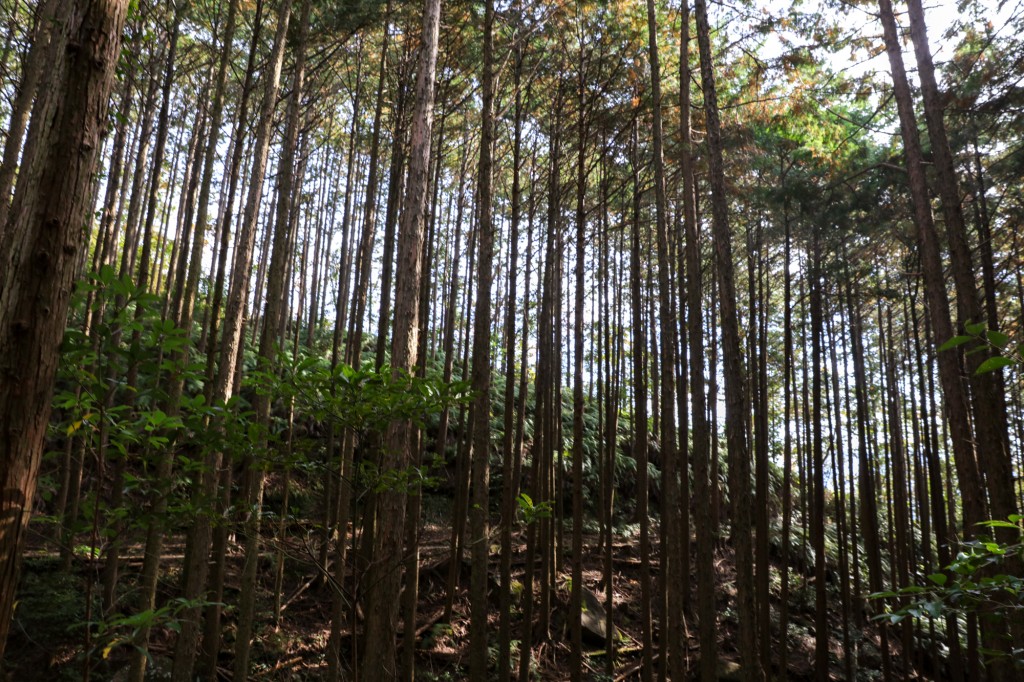 熊野古道　馬越峠　樹林帯