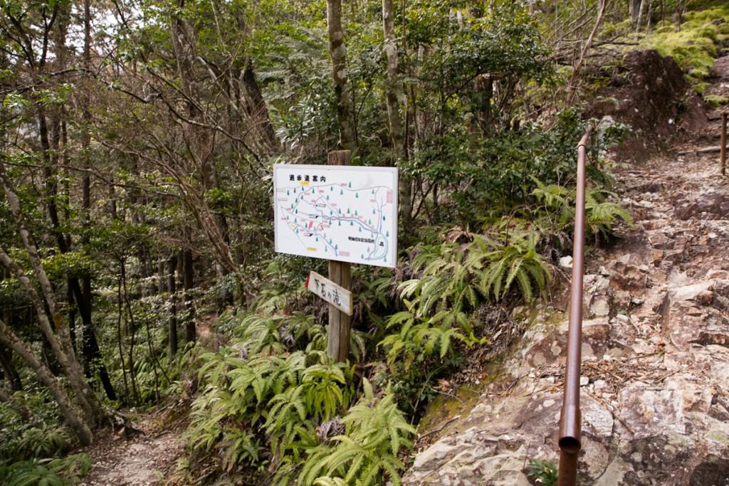 愛知県民の森　ハイキングコース　分岐