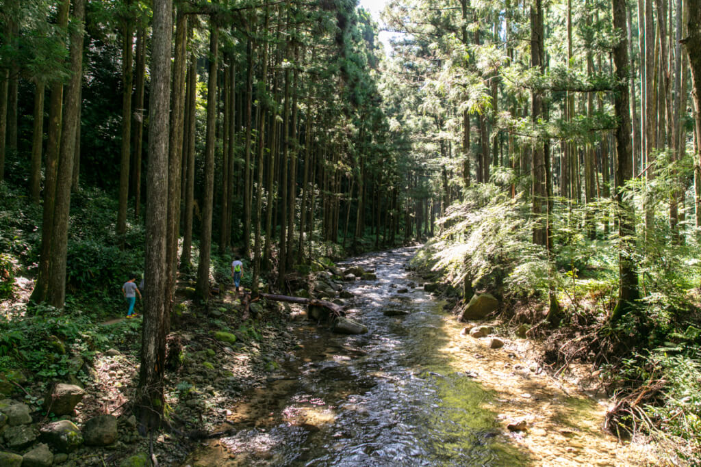 和歌山県新宮市　桑ノ木の滝　ハイキングコース３