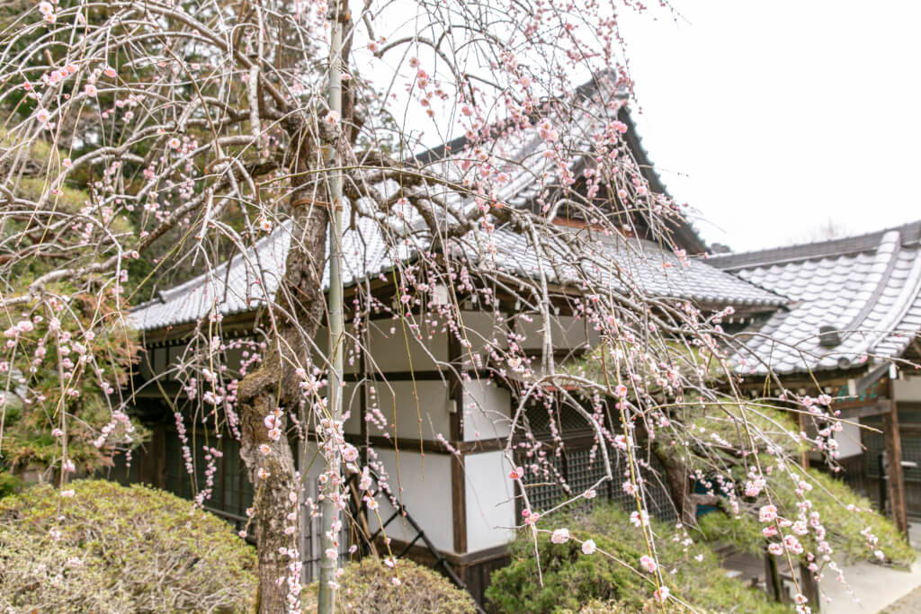 宝登山神社と梅
