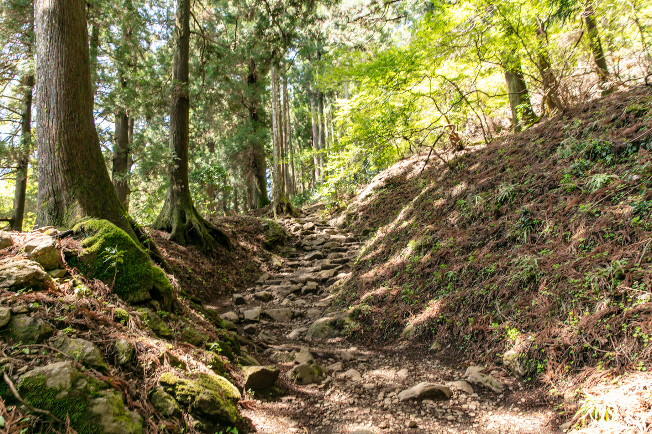 丹沢大山 登山道