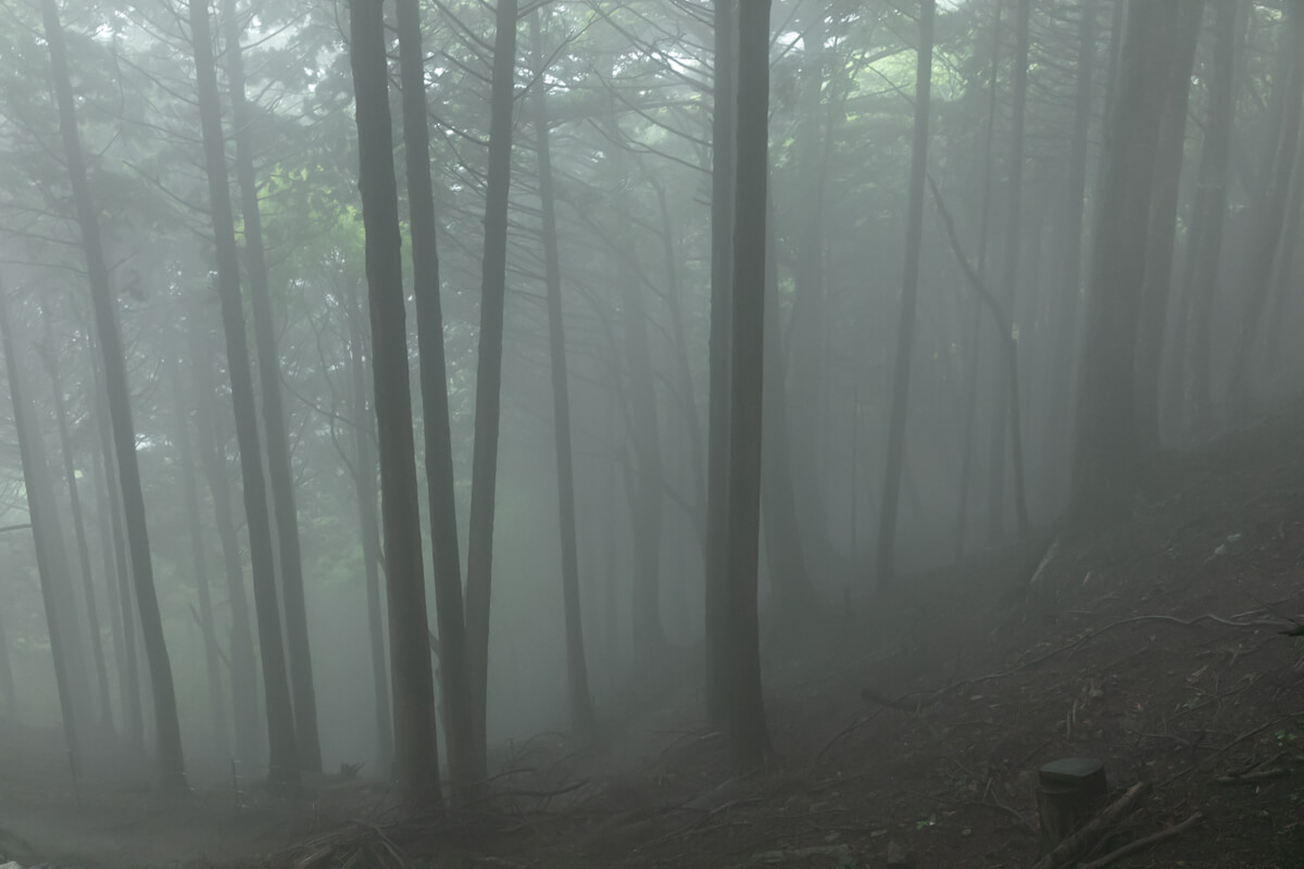 丹沢大山ガイドツアー　幻想的な森