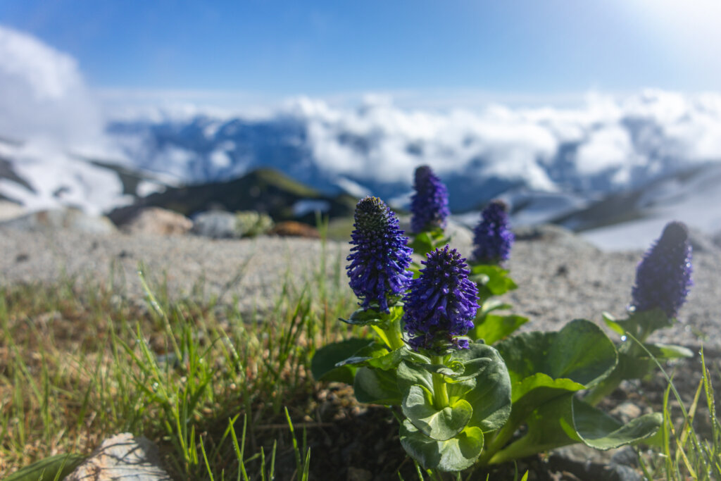 白馬山荘で見かけたウルップソウ