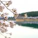 椛の湖オートキャンプ場　桜